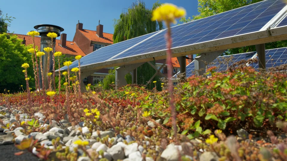 Solar panel carport over drought-resistant garden with yellow flowers and brick house