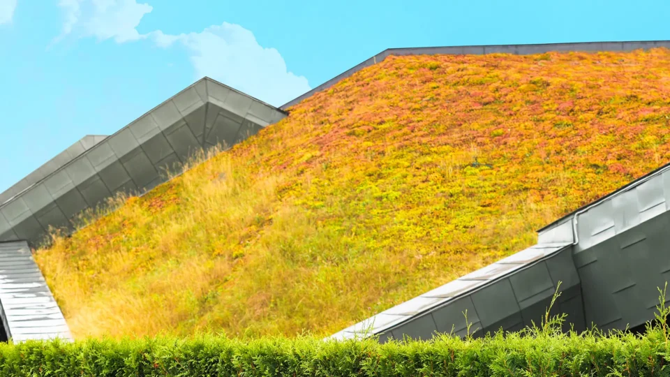 Green roof with yellow wildflowers and sedum plants on building