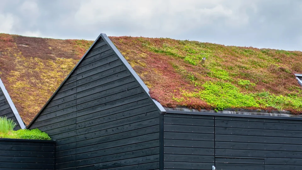Green roof with sedum plants covering modern black wooden building structure