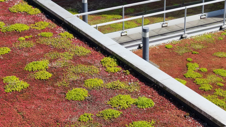 Extensive green roof with red and lime-colored sedum plants and metal railings.
